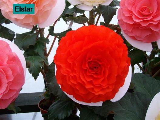B. ‘Elstar’